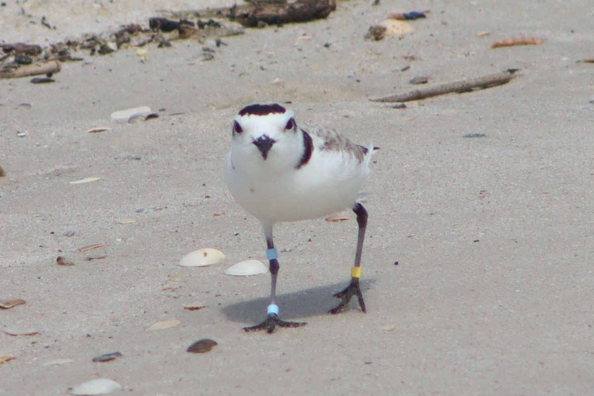 Snowy Plover - Mike Peczynski