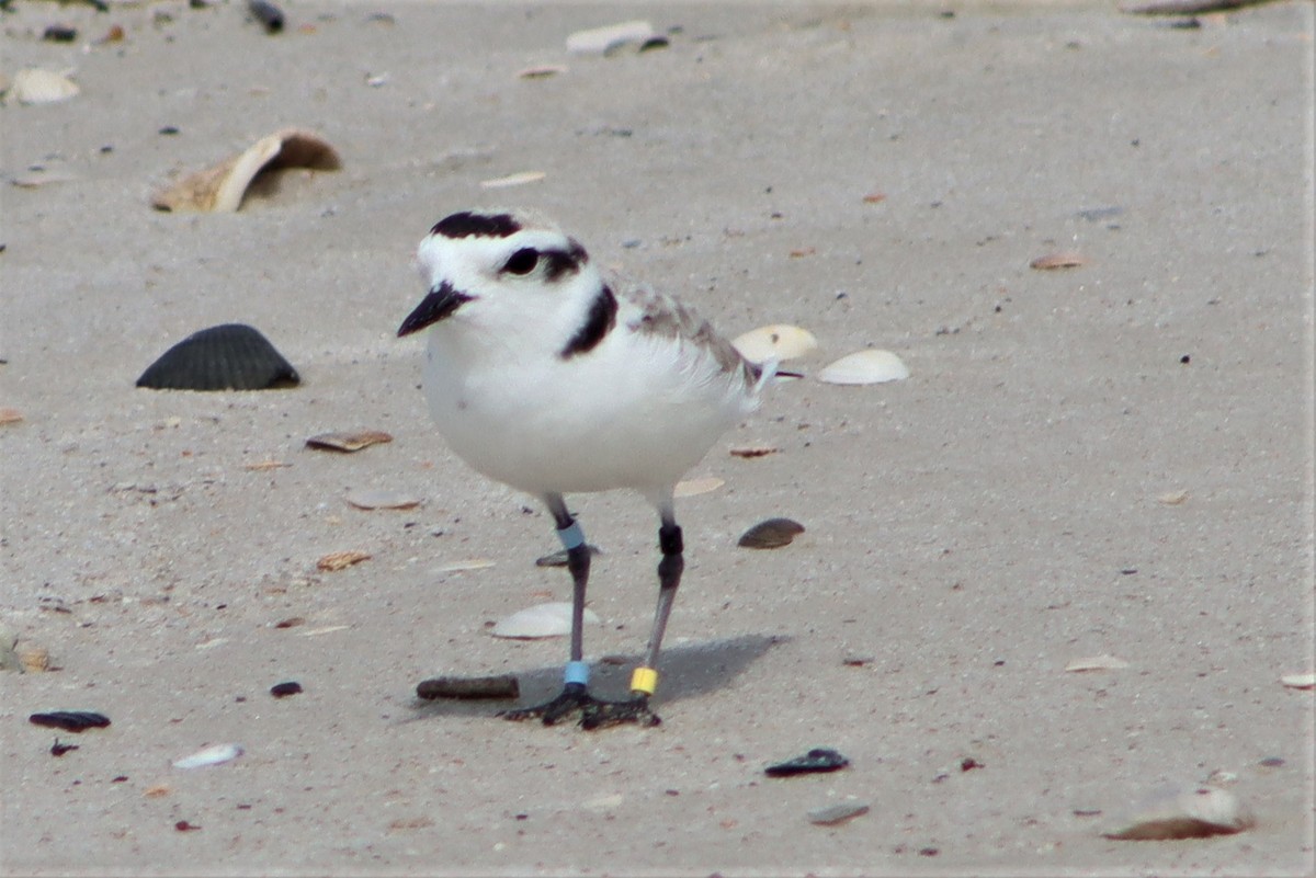 Snowy Plover - Mike Peczynski