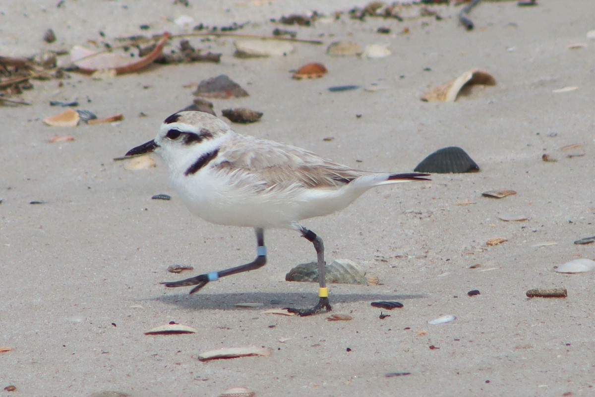 Snowy Plover - Mike Peczynski