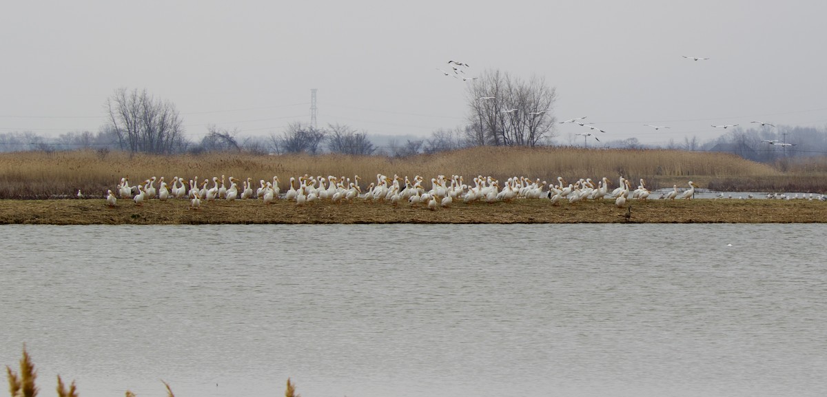 American White Pelican - ML550386741