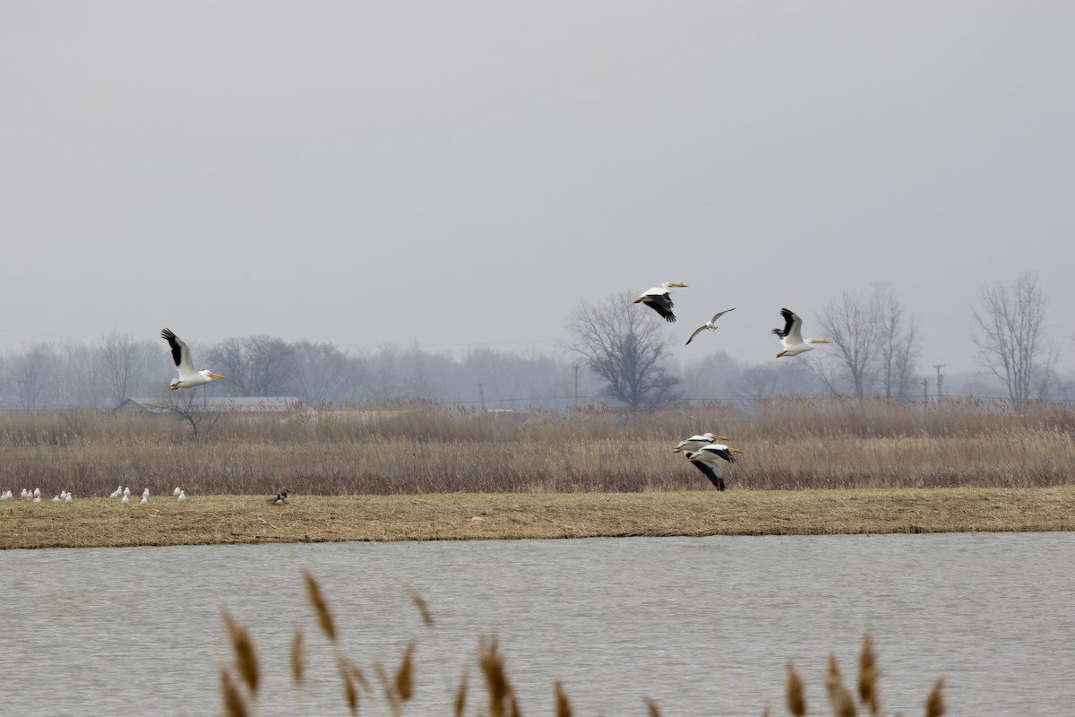 American White Pelican - ML550386751