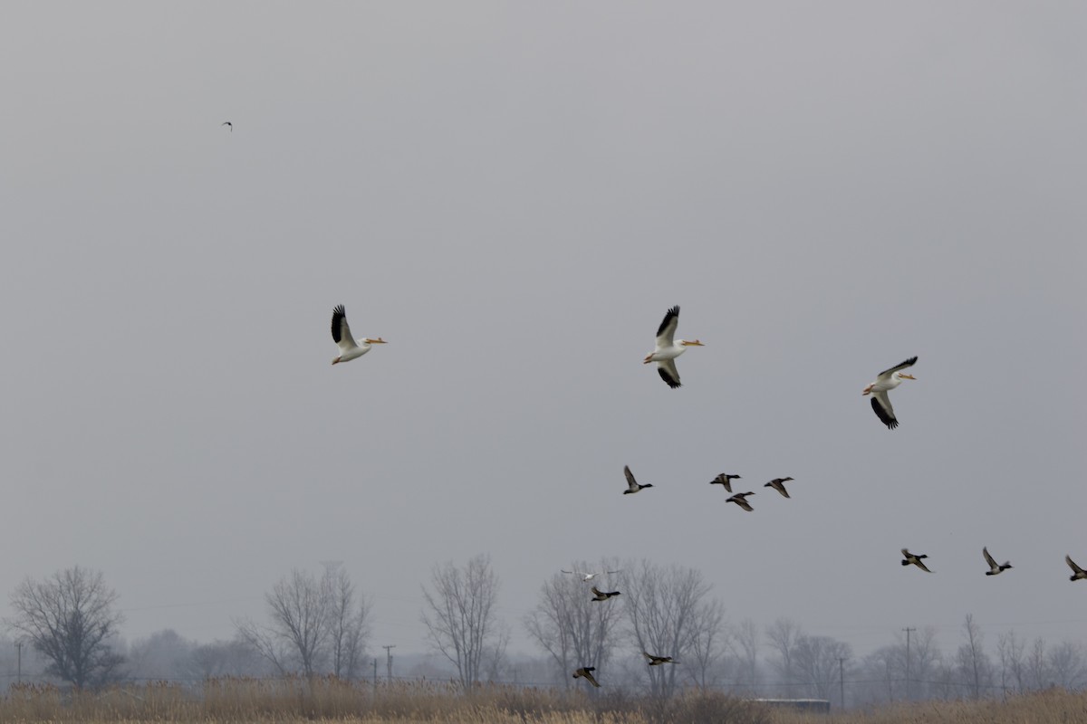 American White Pelican - ML550386761