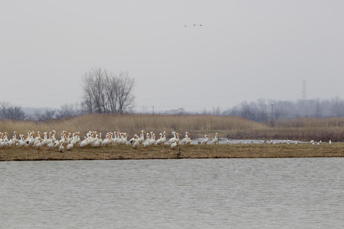 American White Pelican - ML550386771