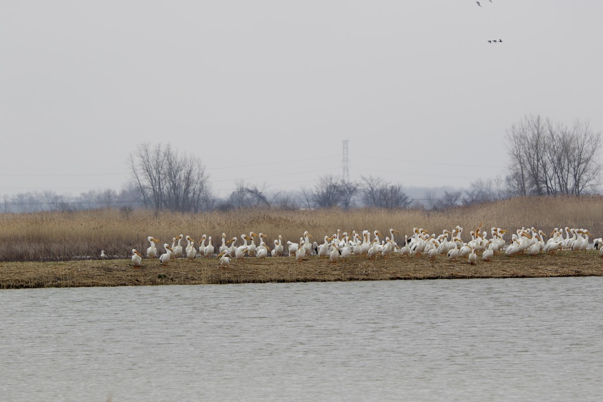 American White Pelican - ML550386791