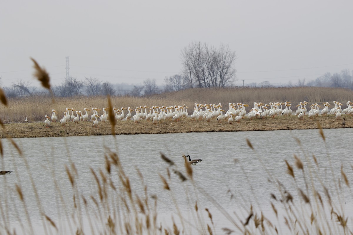 American White Pelican - ML550386801