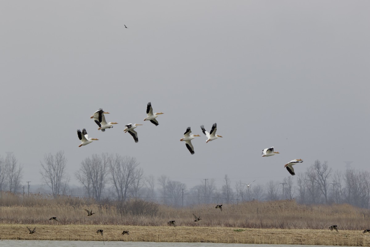 American White Pelican - ML550386811