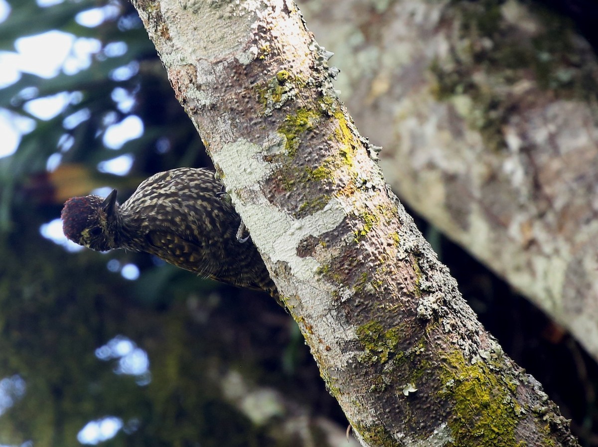 White-spotted Woodpecker - ML550388201