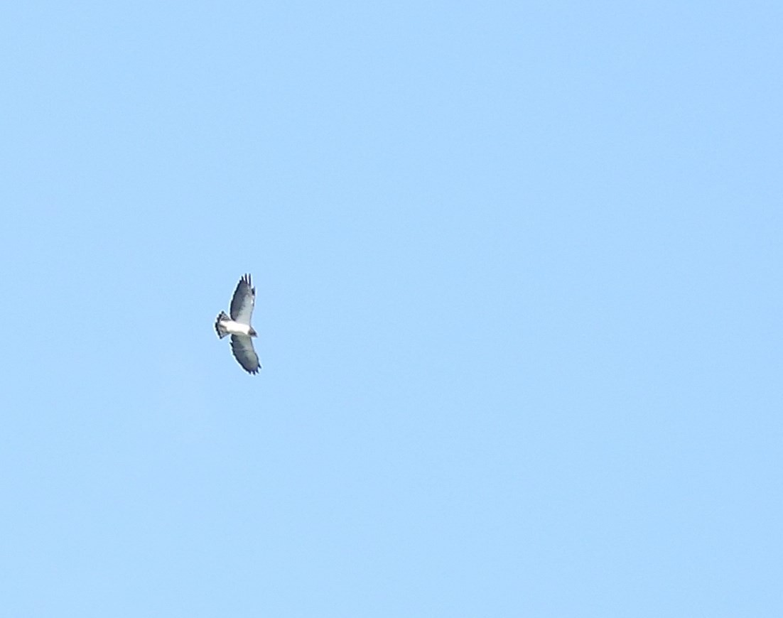 Short-tailed Hawk - ML550388241