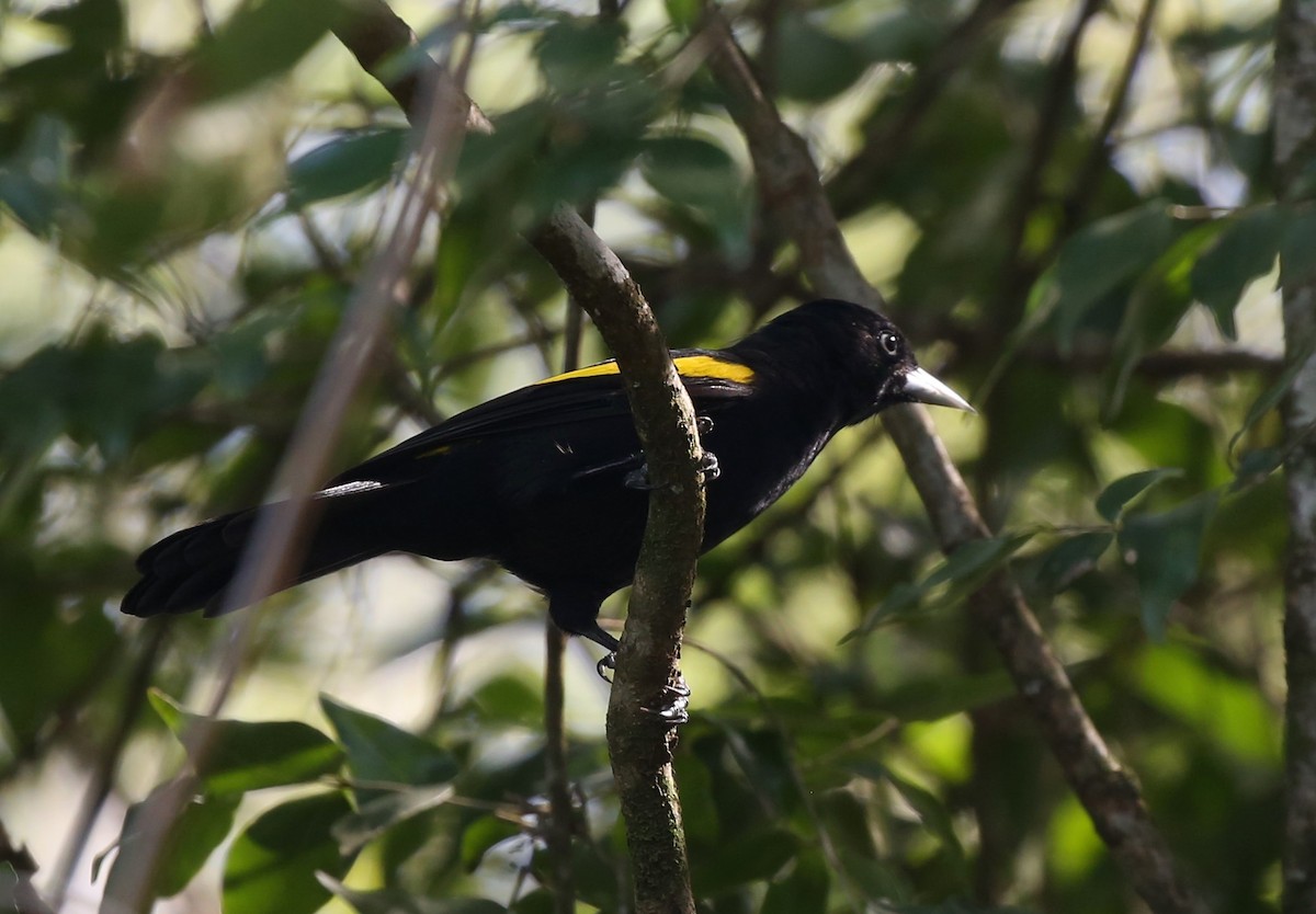 Golden-winged Cacique - ML550388371