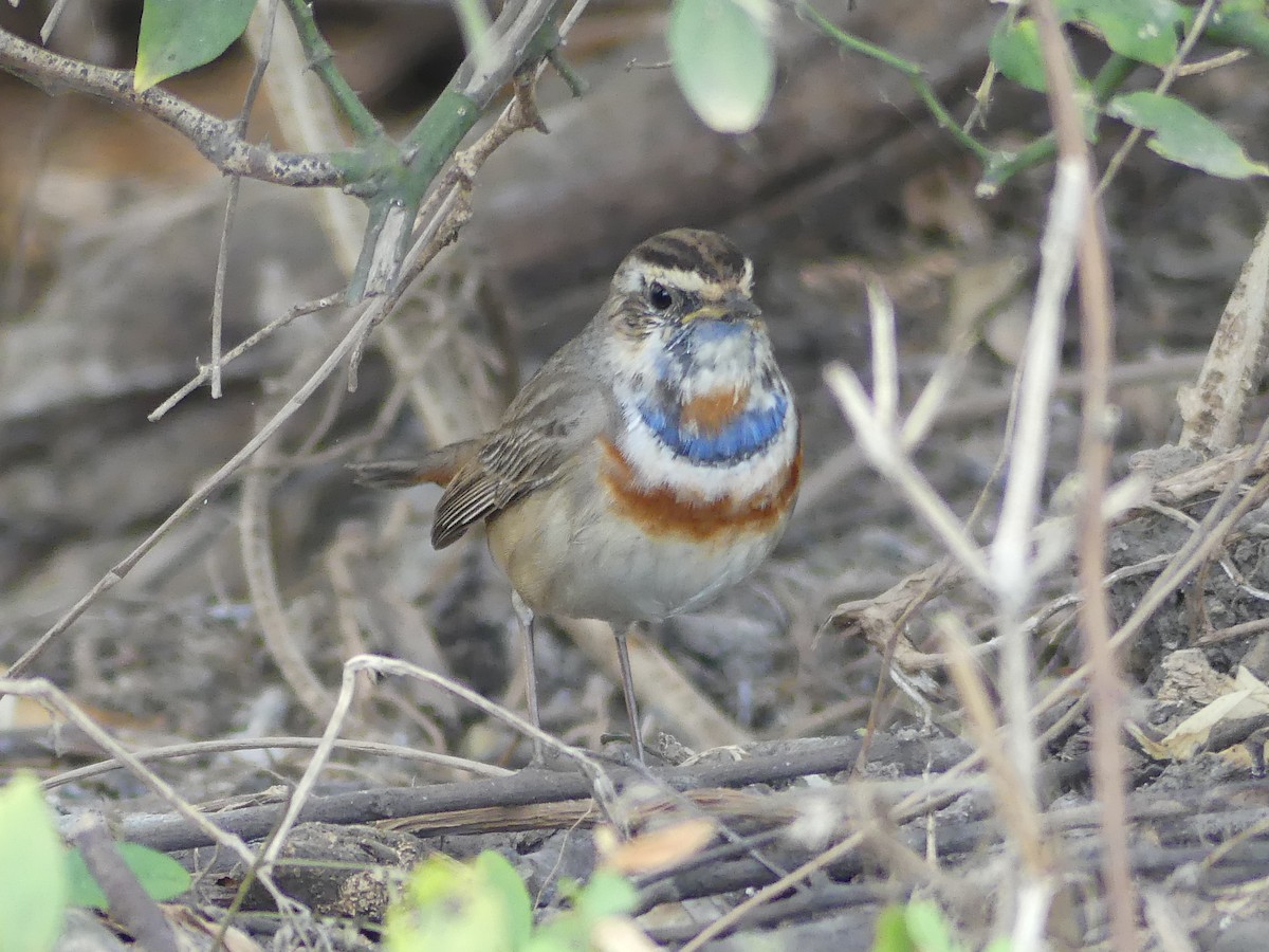 Bluethroat - ML55038841