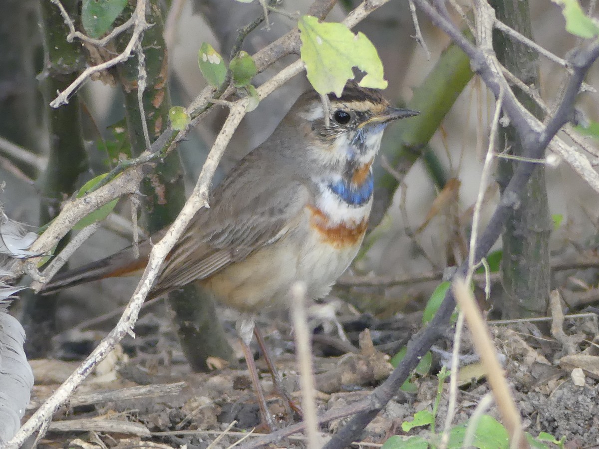 Bluethroat - Sally Knight