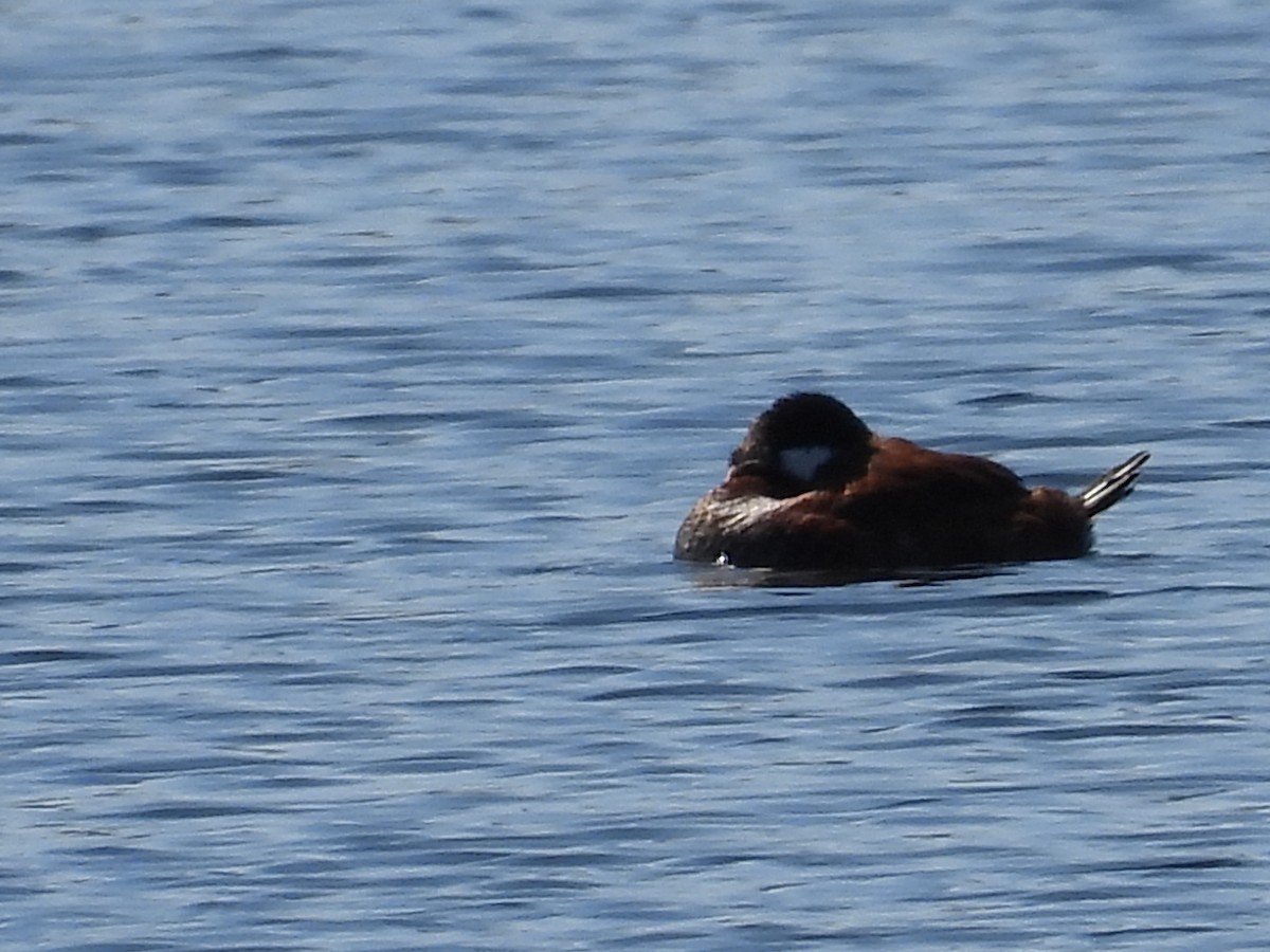 Ruddy Duck - ML550390661