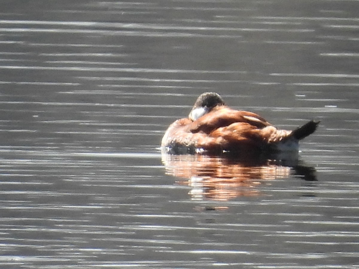 Ruddy Duck - ML550390671