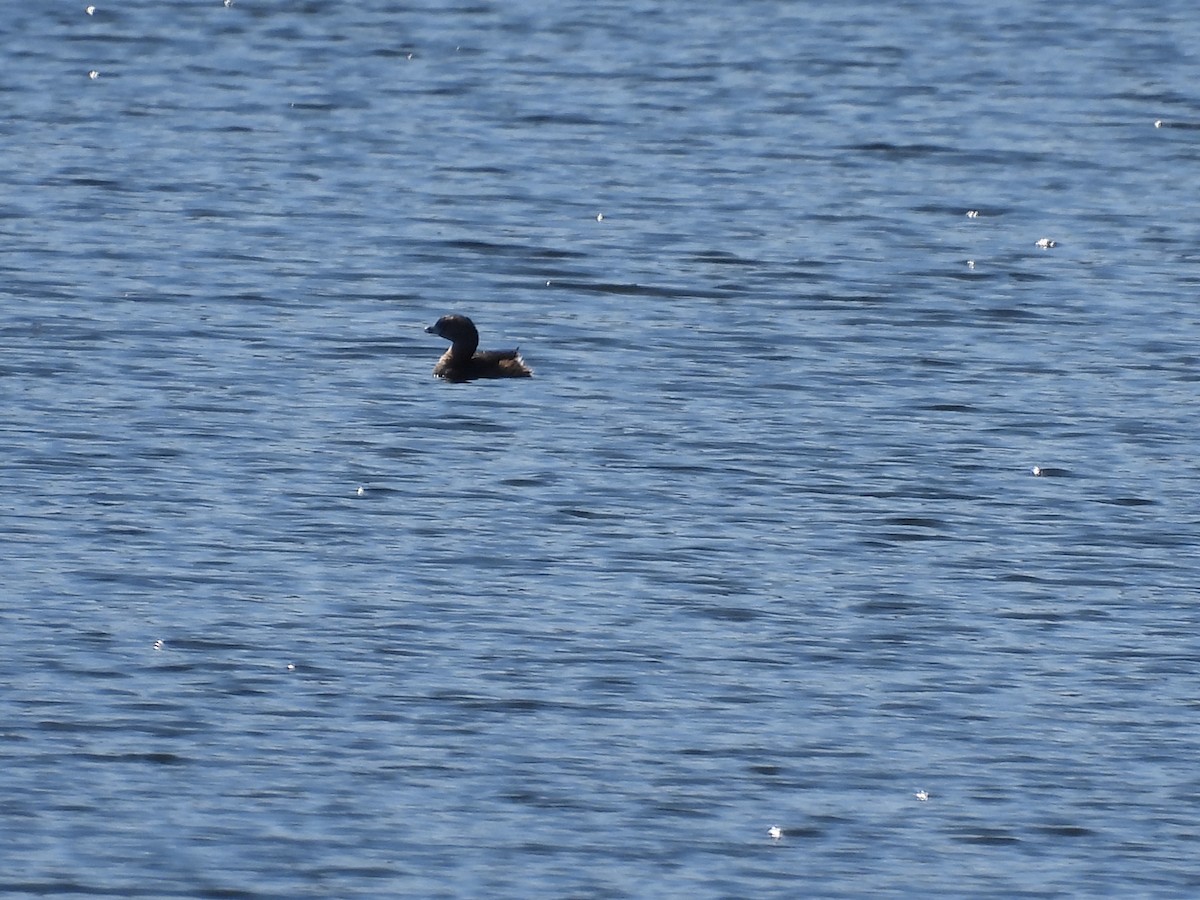 Pied-billed Grebe - ML550390821