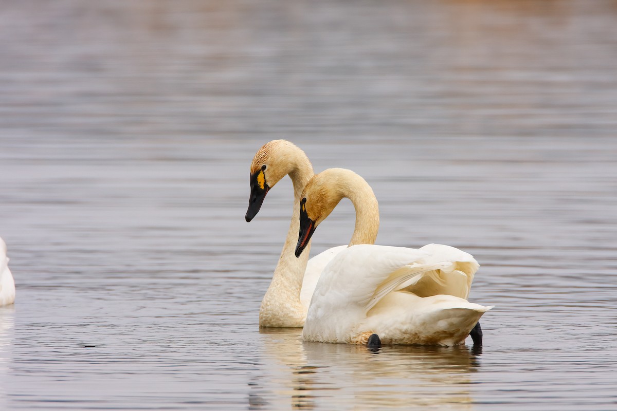 Tundra Swan - Scott Carpenter