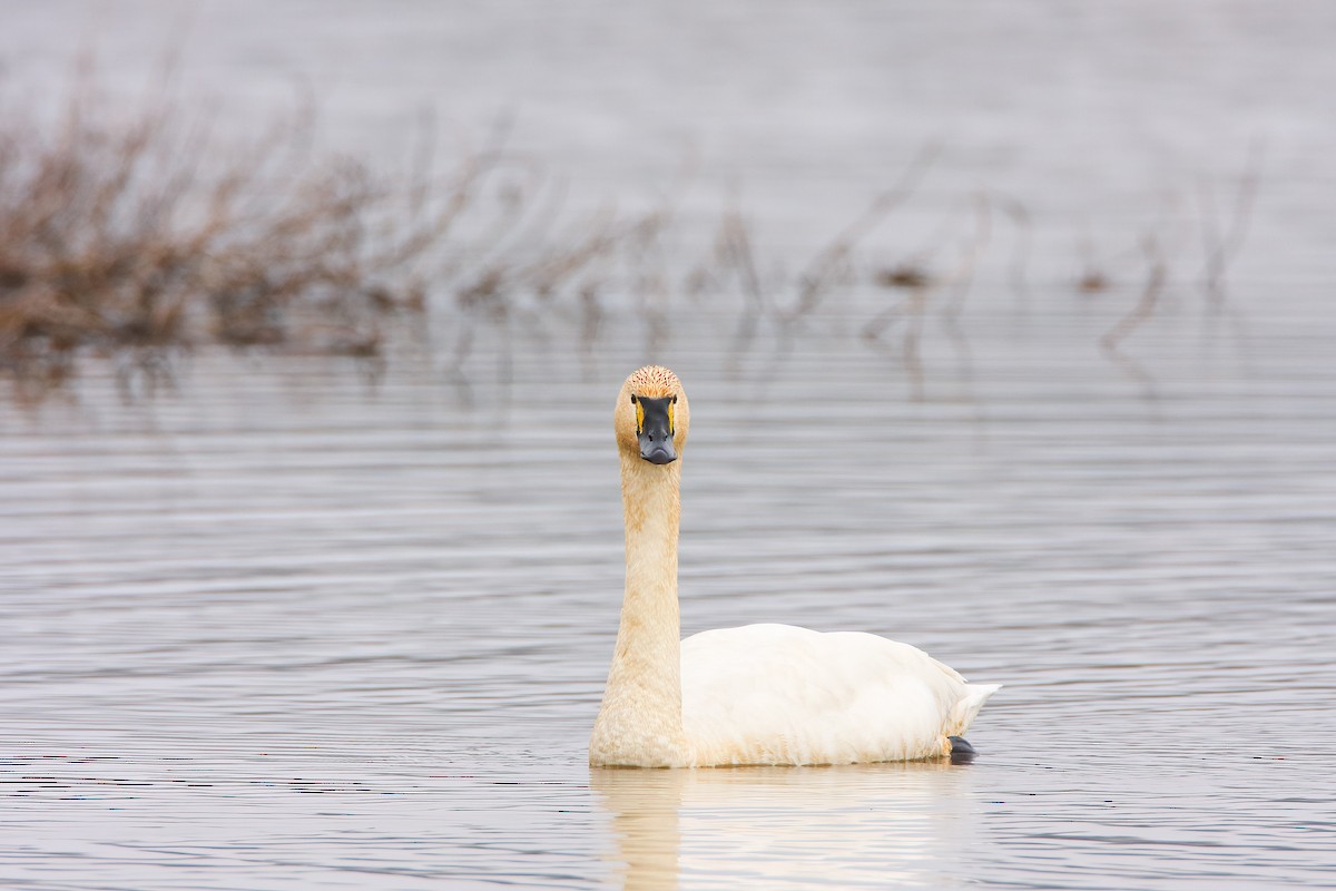 Tundra Swan - Scott Carpenter