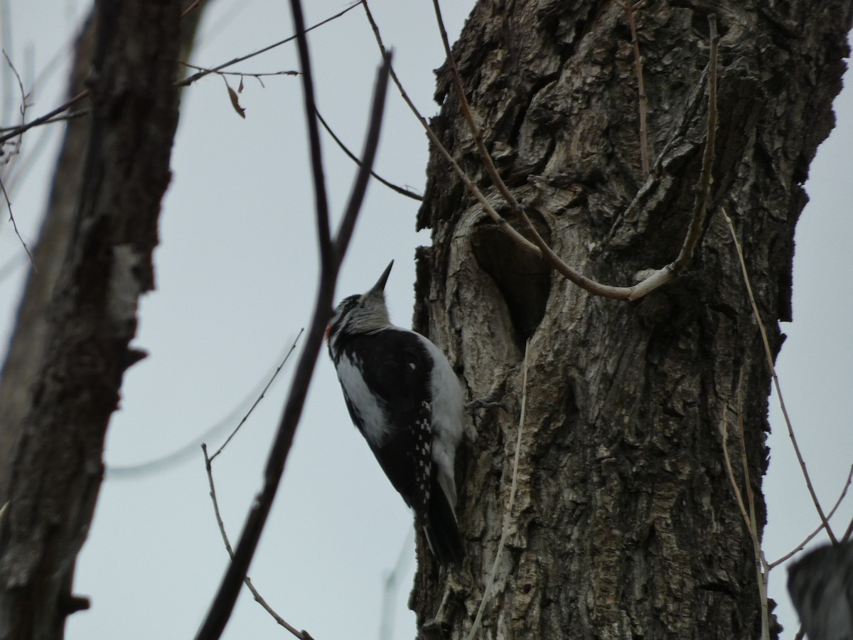 Hairy Woodpecker - Charlie Paterson