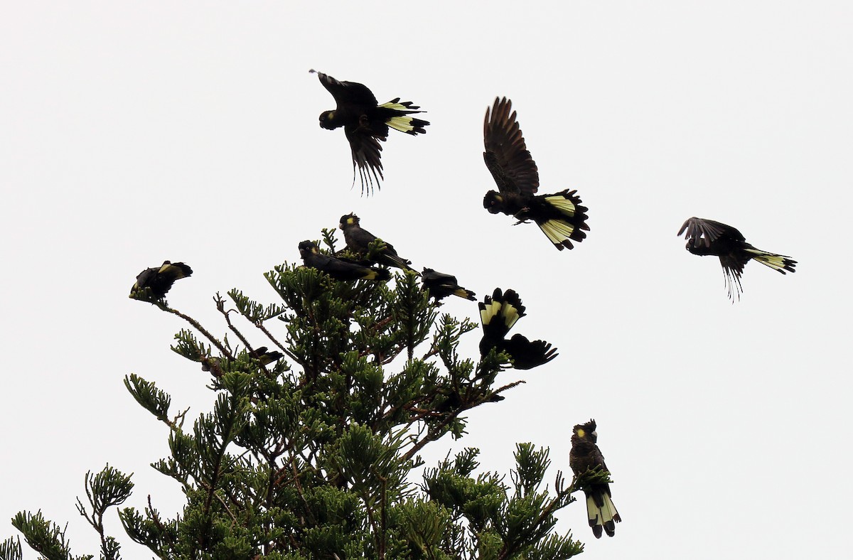 Yellow-tailed Black-Cockatoo - ML550393081