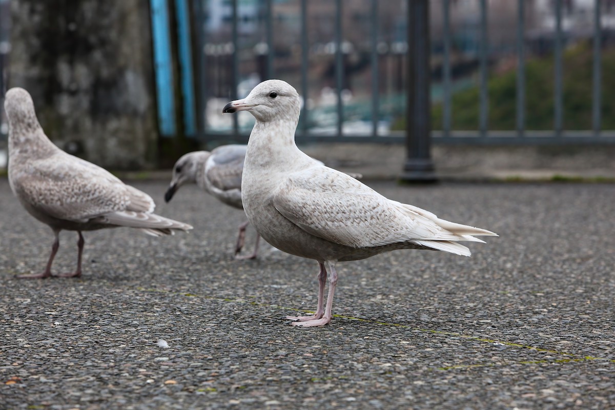 Glaucous Gull - ML550393091