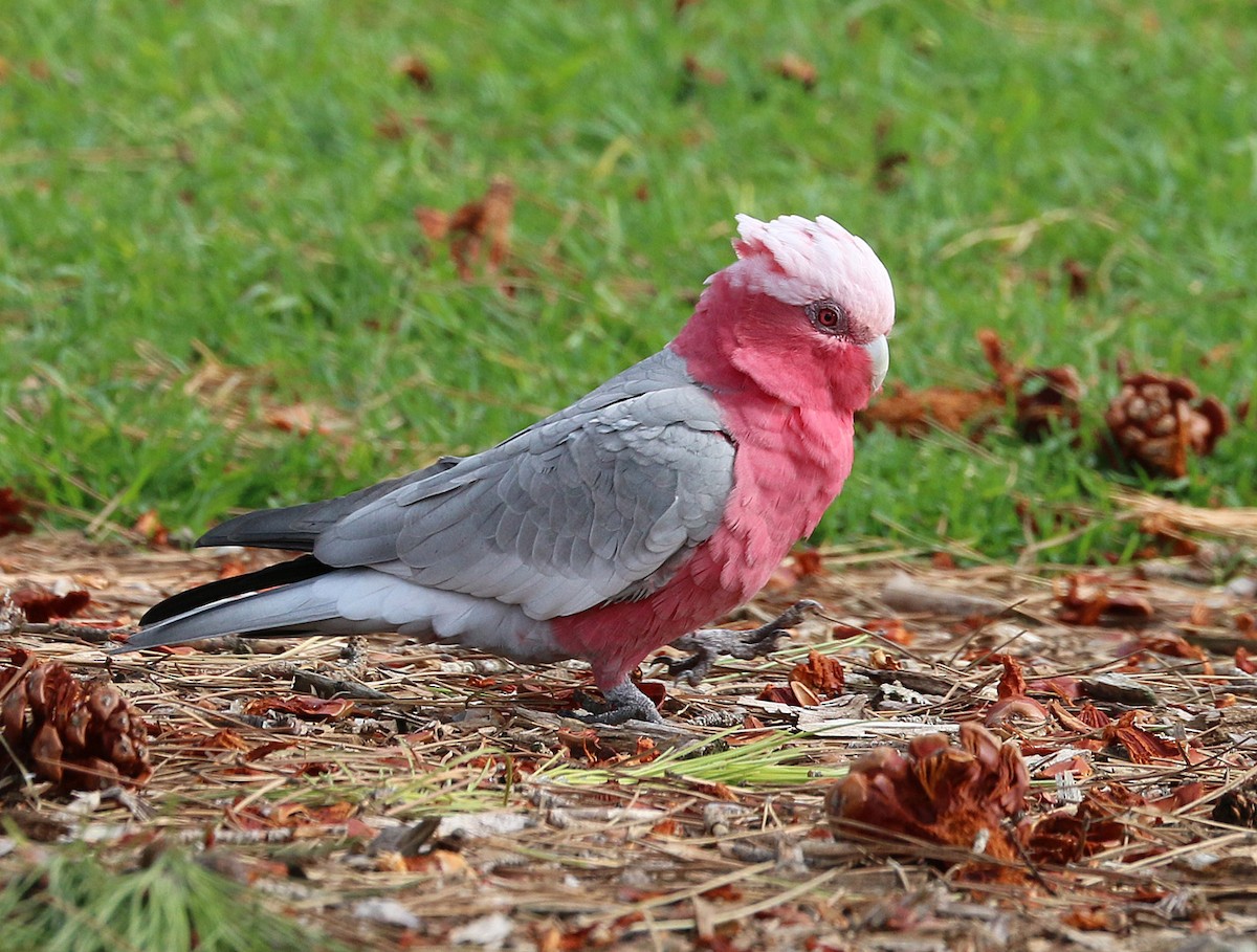 Cacatúa Galah - ML550393121