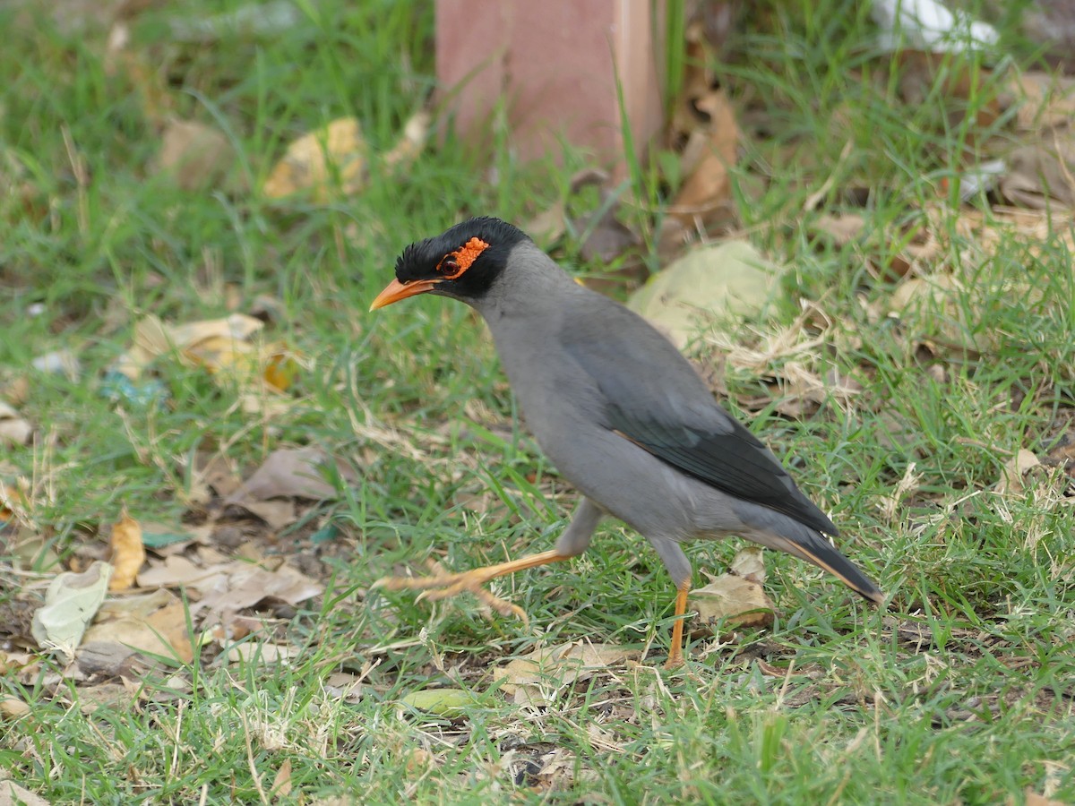 Bank Myna - ML55039321