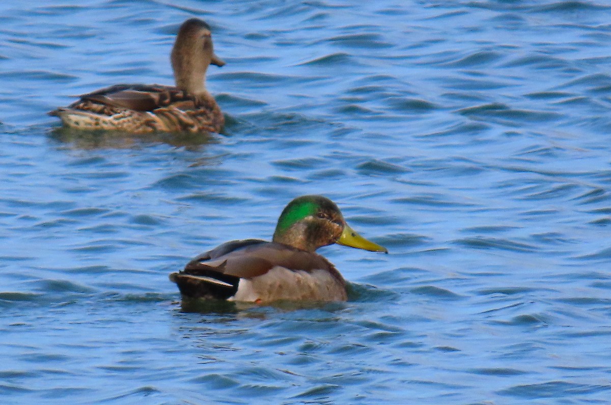 Mallard x Mexican Duck (hybrid) - ML550394961