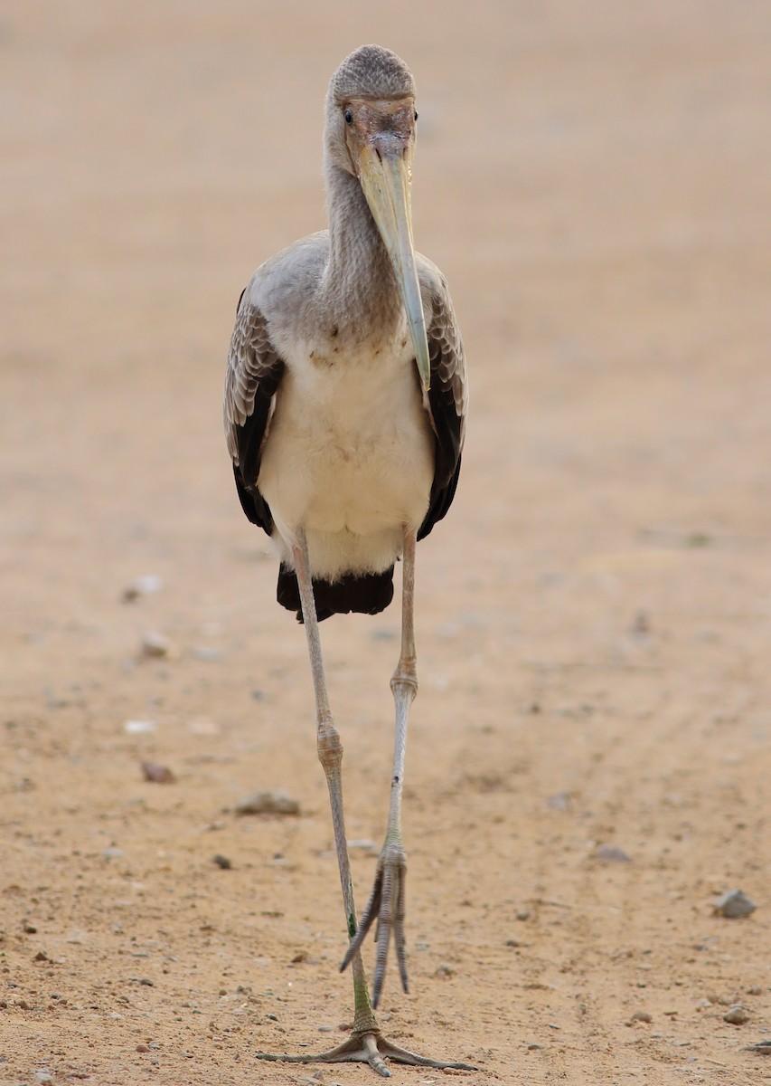 Yellow-billed Stork - ML55039521