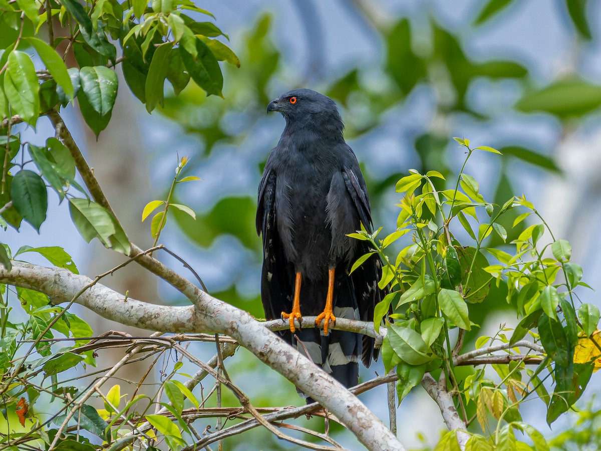 Crane Hawk - Juan Carlos Ramírez Castro