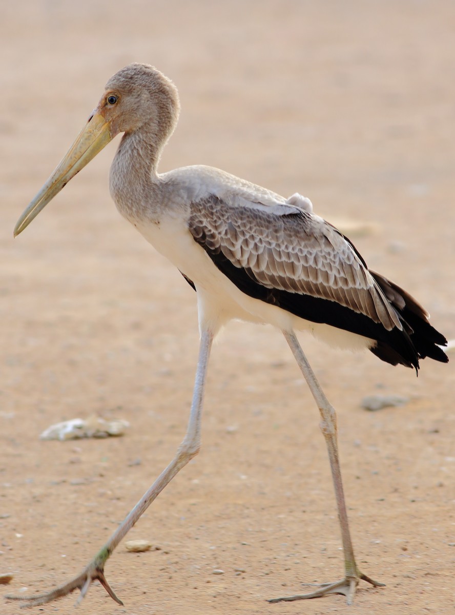 Yellow-billed Stork - ML55039531