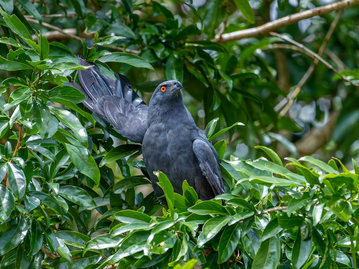 Crane Hawk - ML550395321