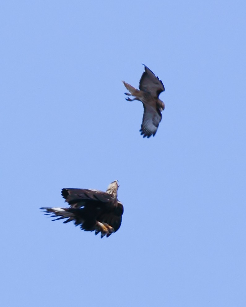 Águila Real - ML550395491