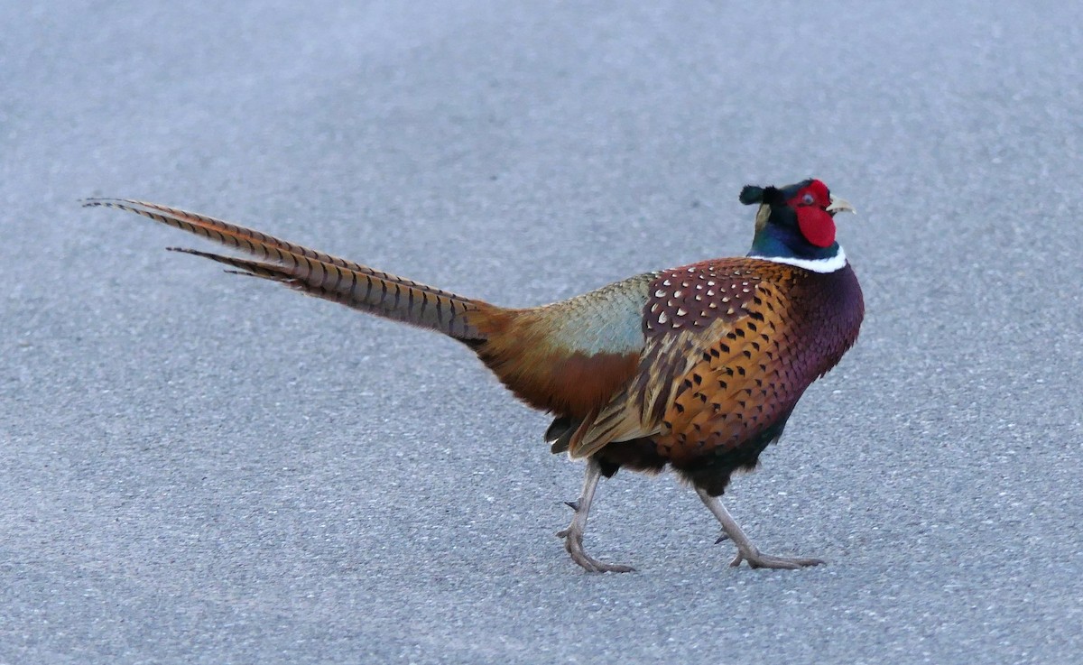 Ring-necked Pheasant - ML550395911