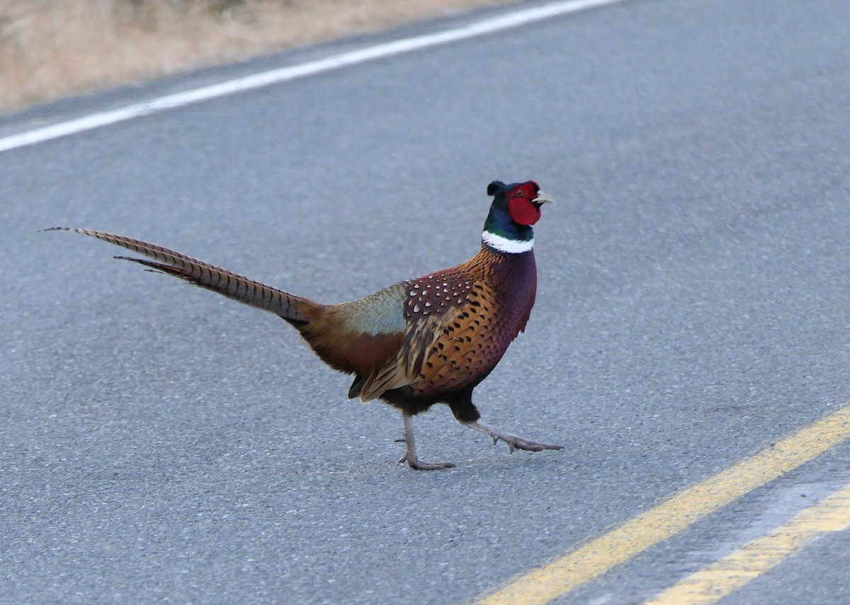 Ring-necked Pheasant - ML550395921