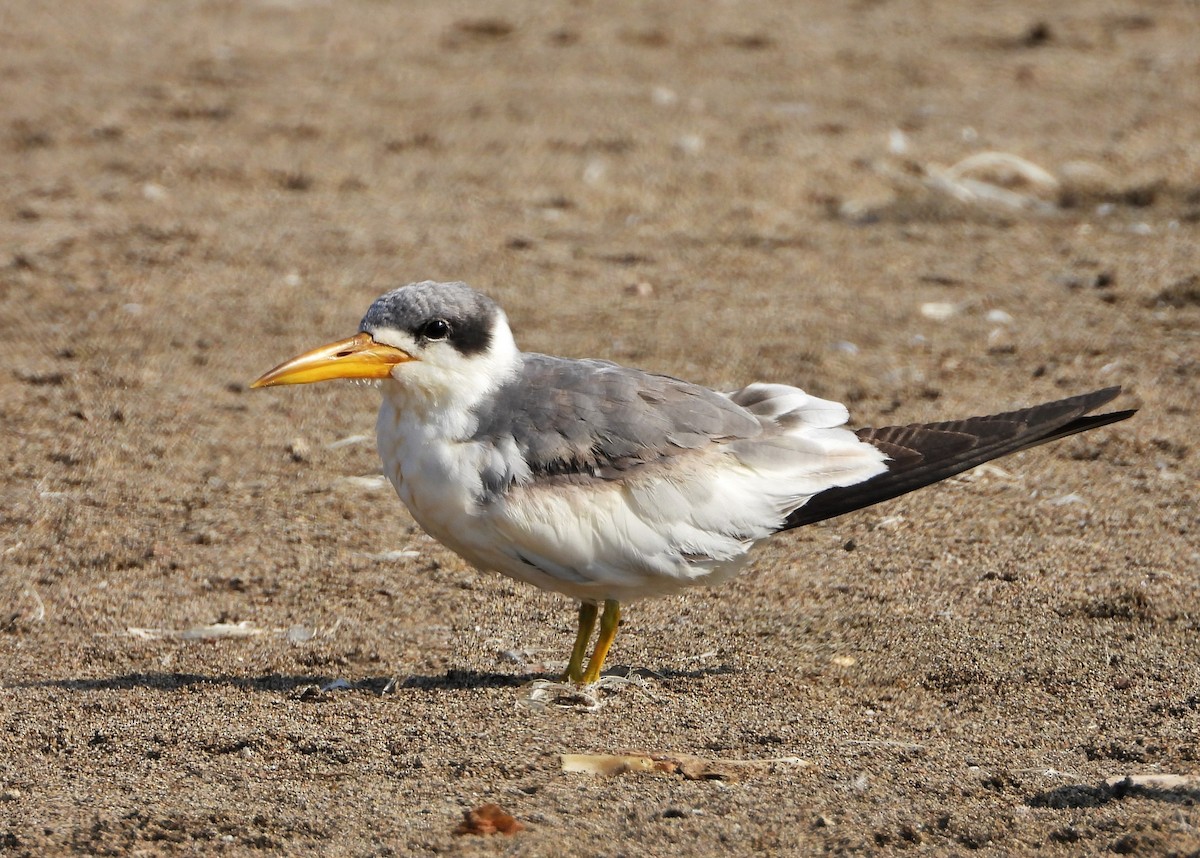 Large-billed Tern - Kerly Solange Castillo Aguinaga