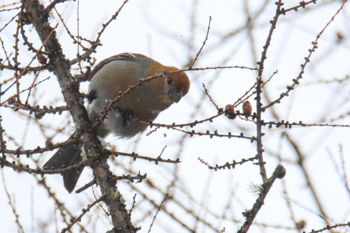 Pine Grosbeak - ML550398141