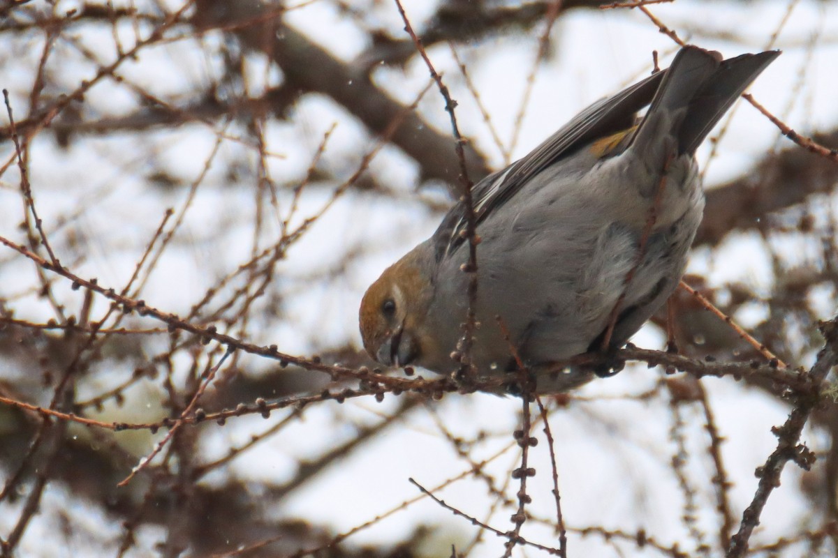 Pine Grosbeak - ML550398151