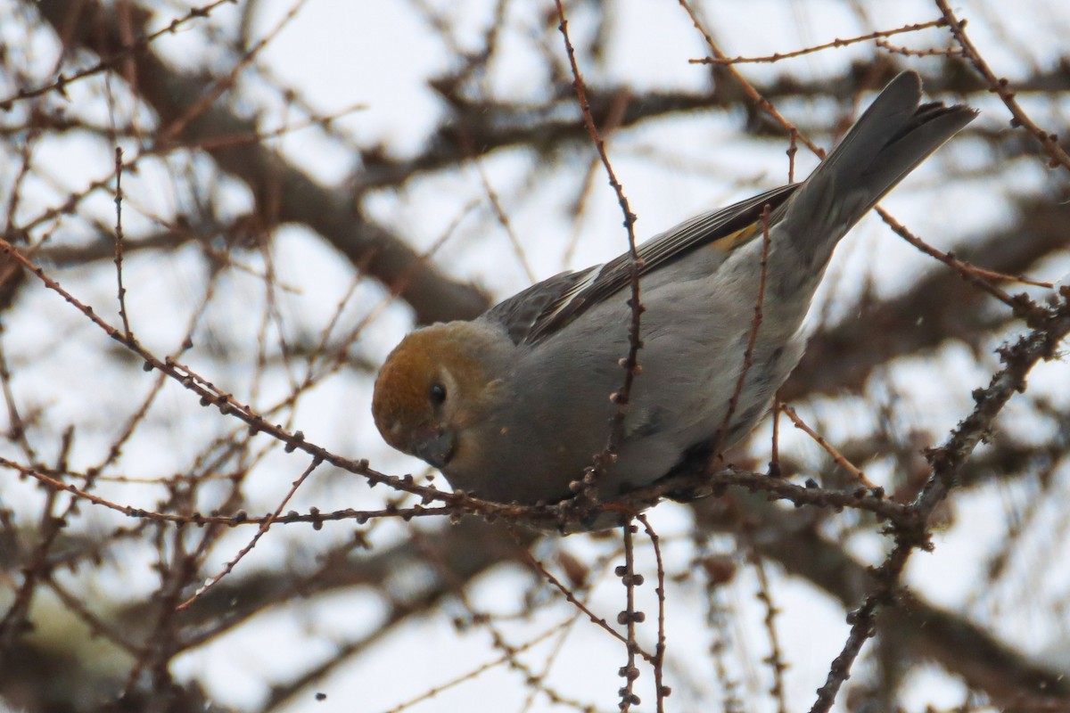 Pine Grosbeak - ML550398161