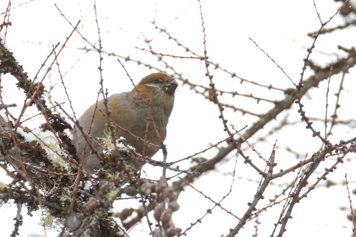 Pine Grosbeak - ML550398171