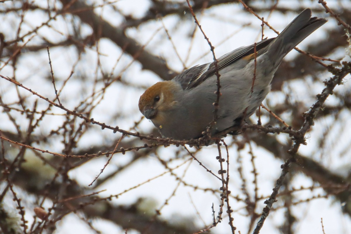 Pine Grosbeak - ML550398181