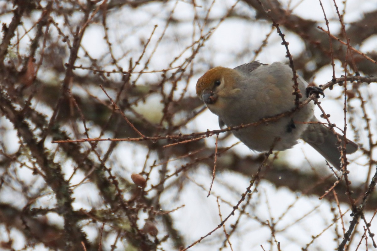 Pine Grosbeak - ML550398201