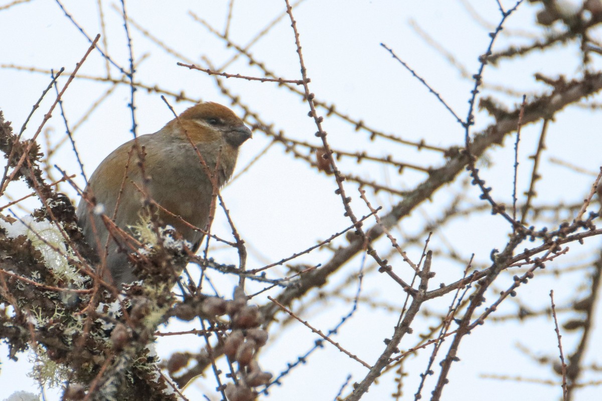 Pine Grosbeak - ML550398211