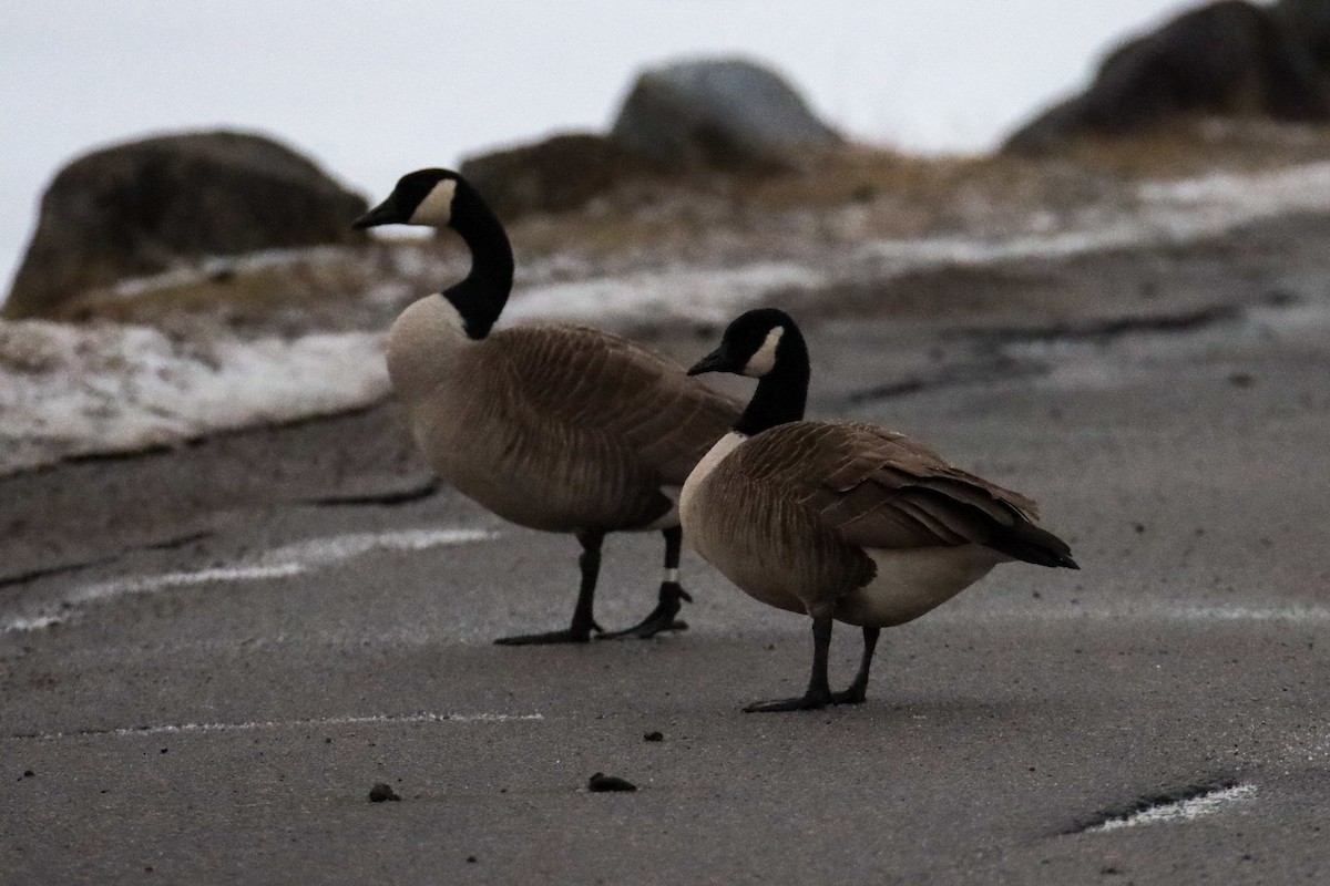 Canada Goose - ML550398451