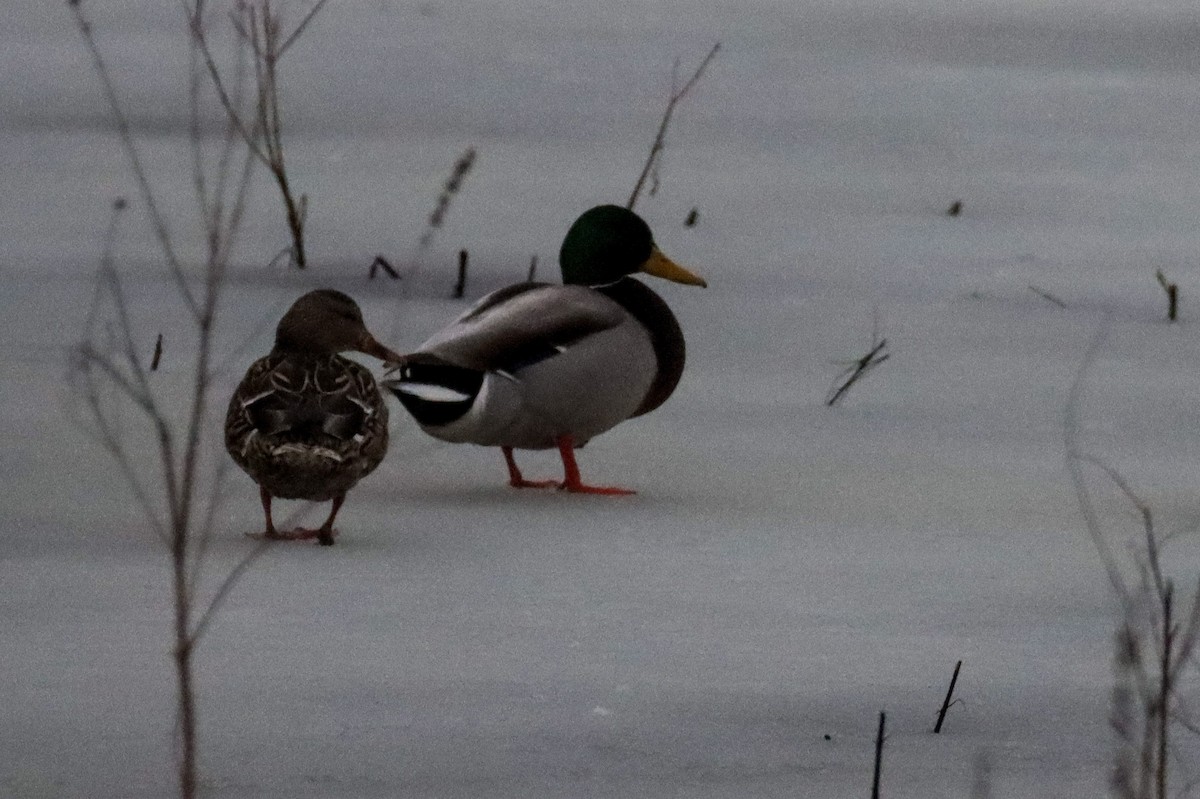 Canard colvert - ML550398461