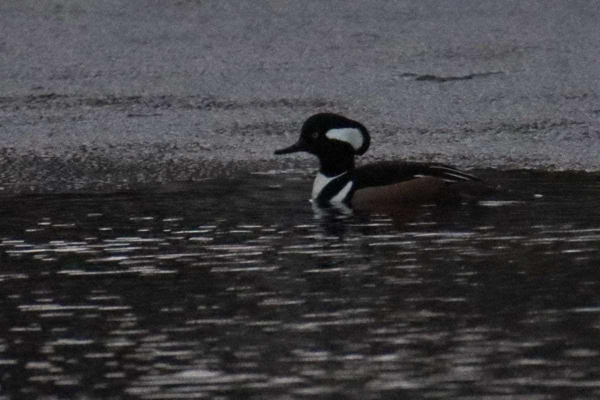 Hooded Merganser - ML550398491