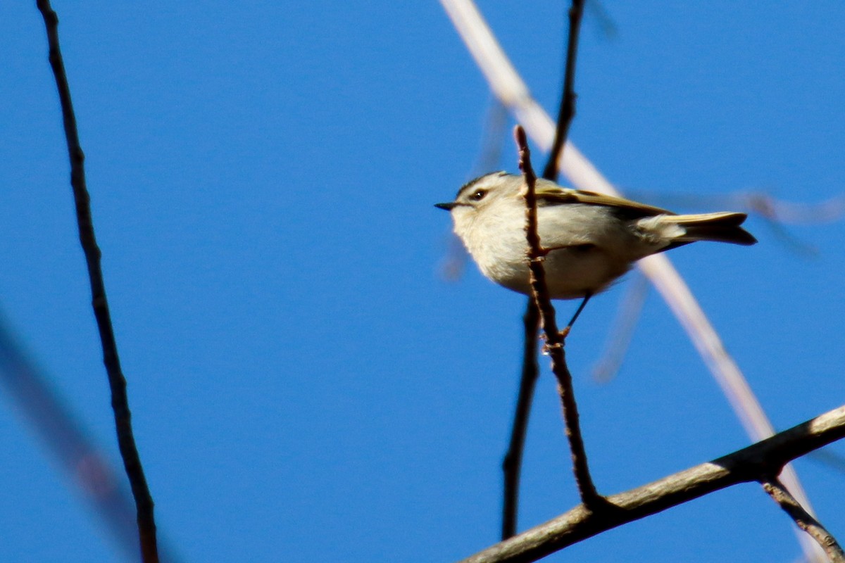 Roitelet à couronne dorée - ML550399231