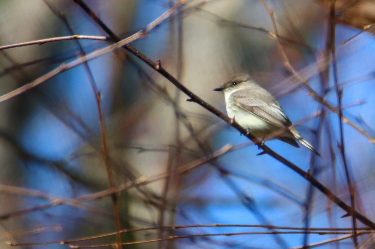 Eastern Phoebe - ML550399301