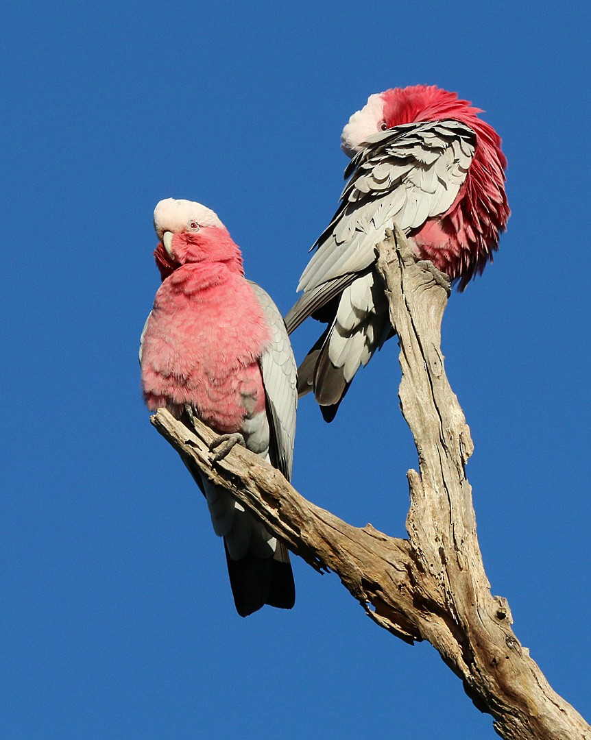 Galah - ML550399911