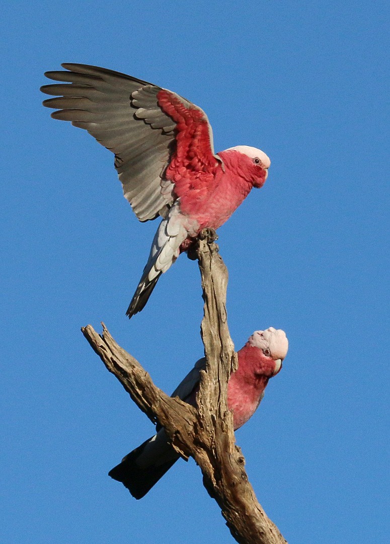 Galah - ML550399921