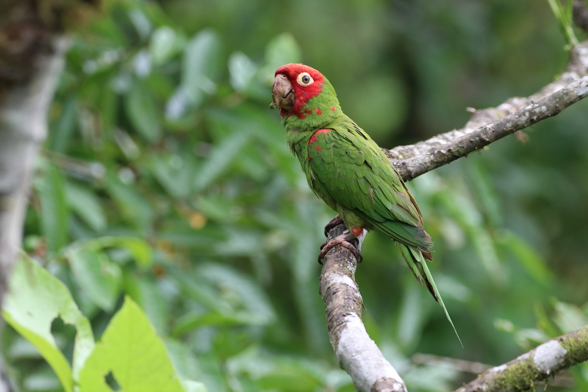Red-masked Parakeet - Danny Smith
