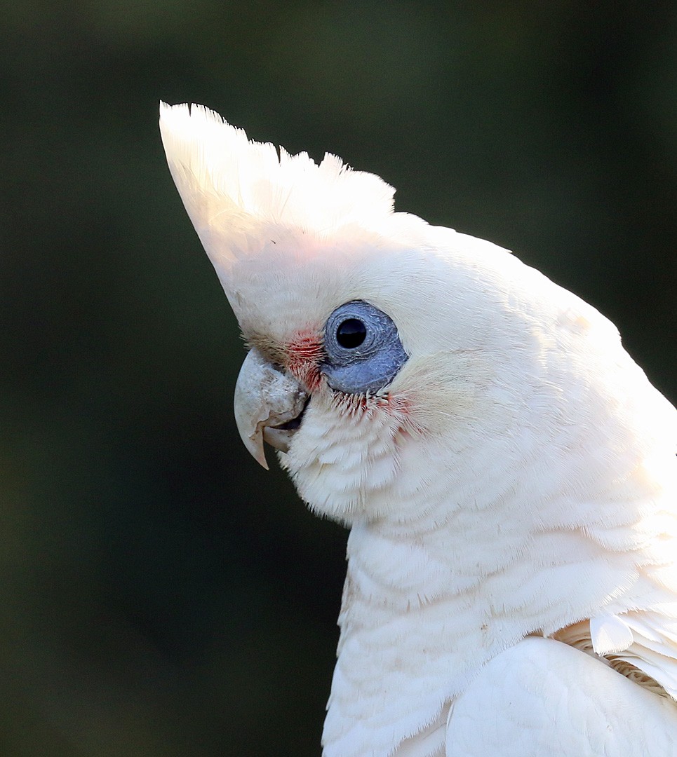 Little Corella - ML550399941